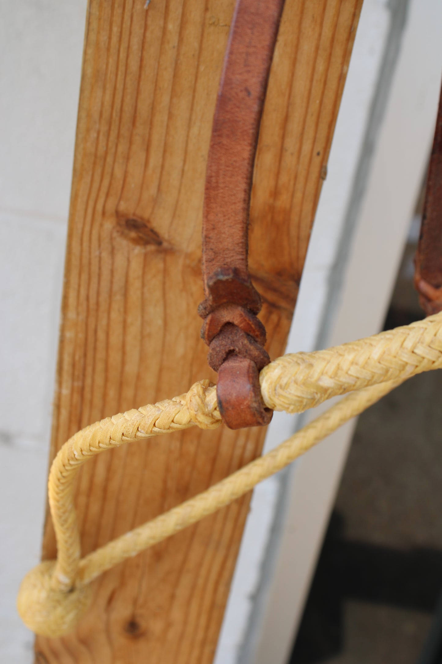 Loping Hackamore