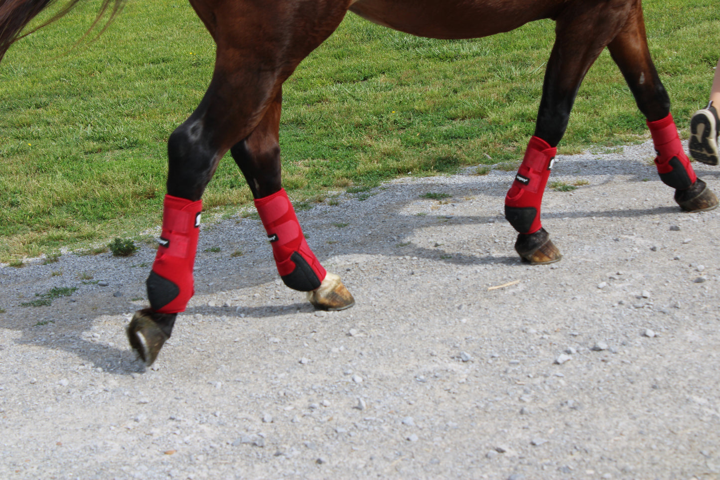 Legacy2™ Support Boots by Classic Equine