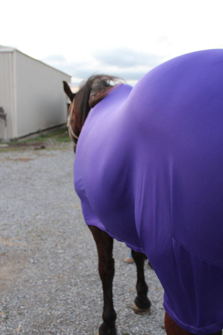 Beat the Heat... and flies... Summer Horse Care