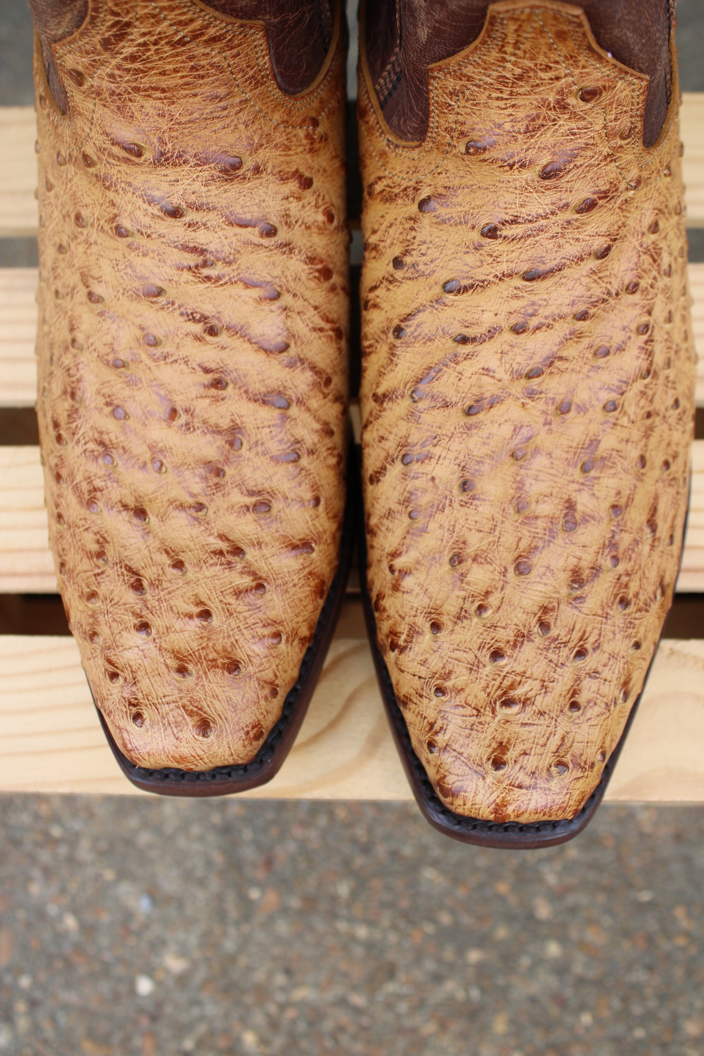Dan Post- Marco Full Quill Ostrich Cutter Toe