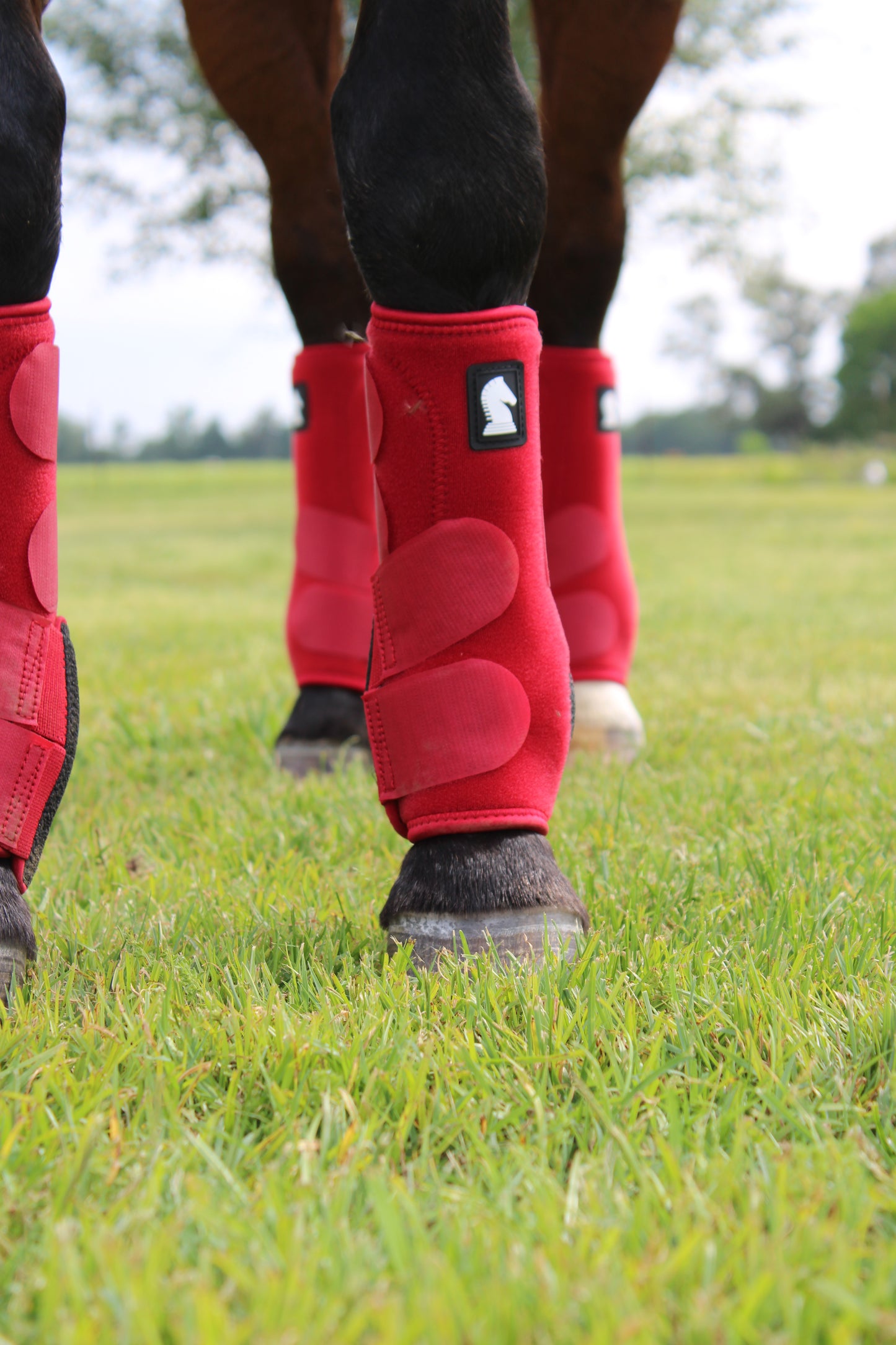 Legacy2™ Support Boots by Classic Equine